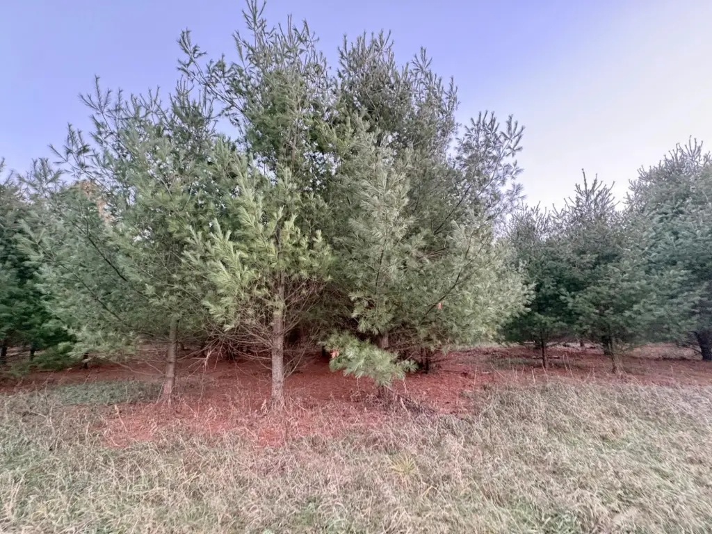 Picture 5
