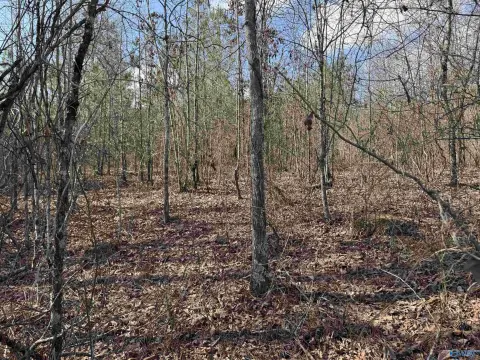 Piedmont, AL Wooded Acreage
