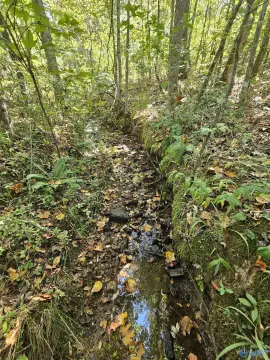 119 Acres of Timberland