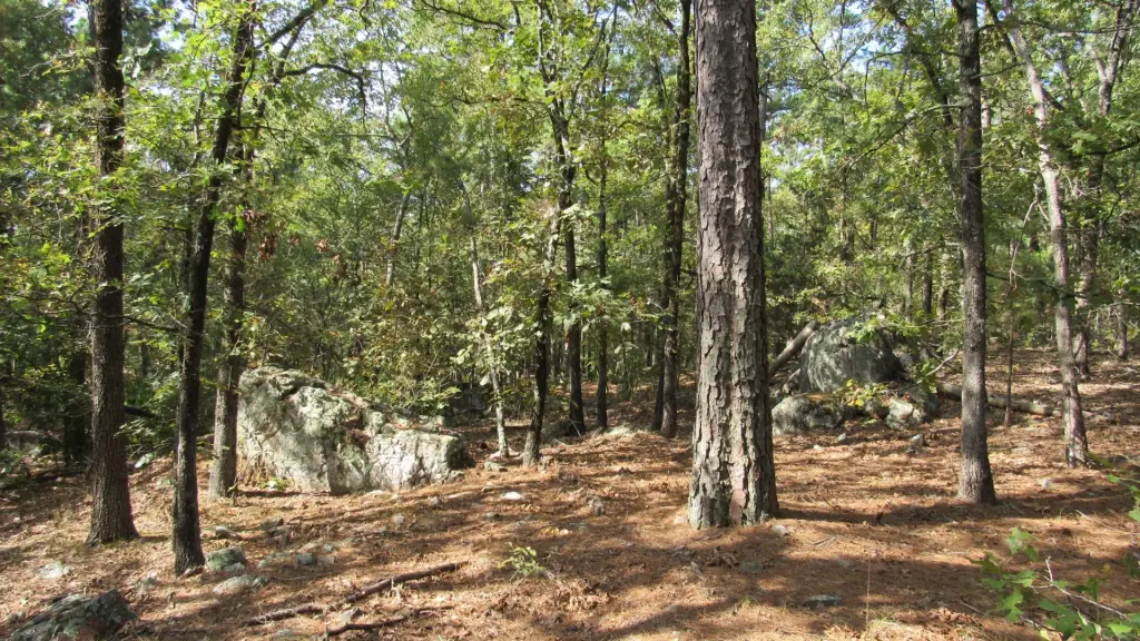 Picture 20