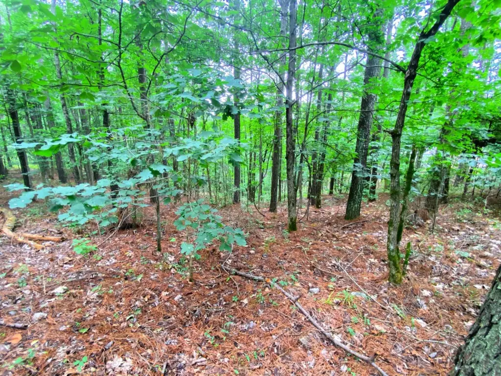 Picture 9