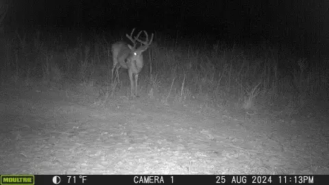 Holladay Hunting Land Near Natchez