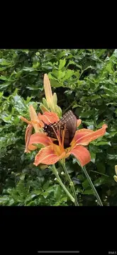 Residential Land in Bloomington