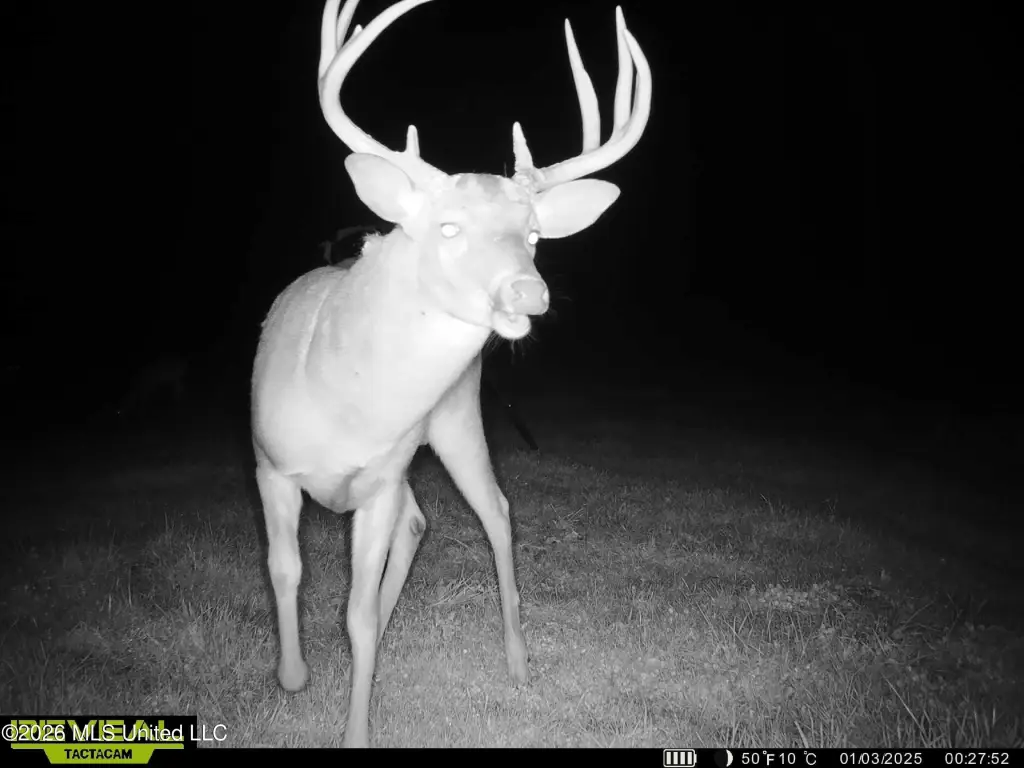 Picture 7