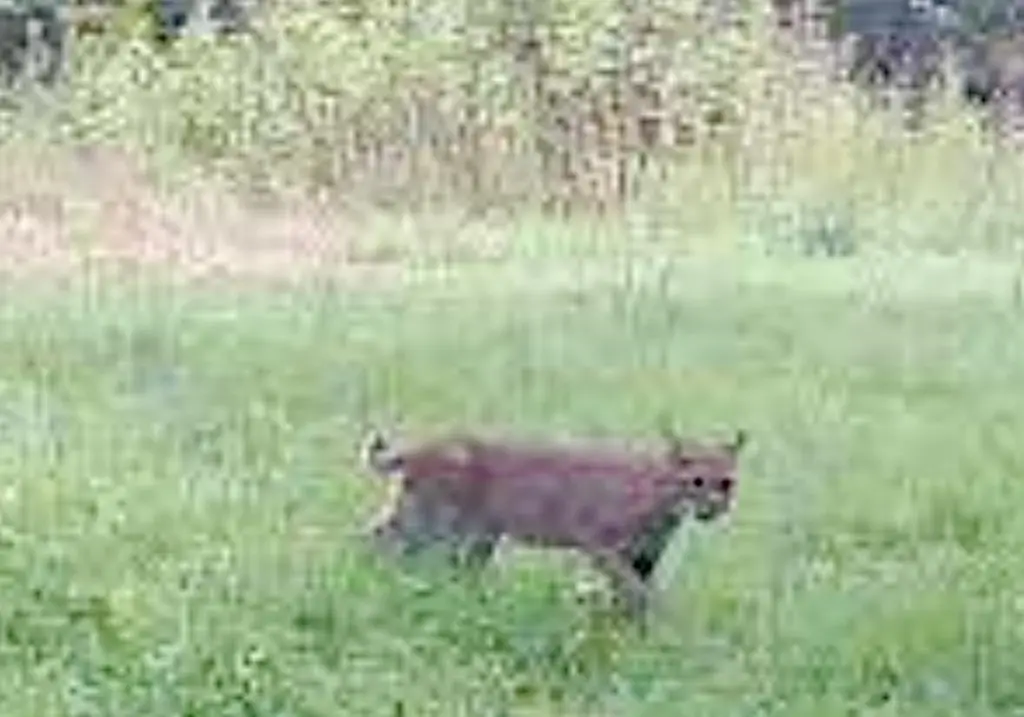 Picture 31