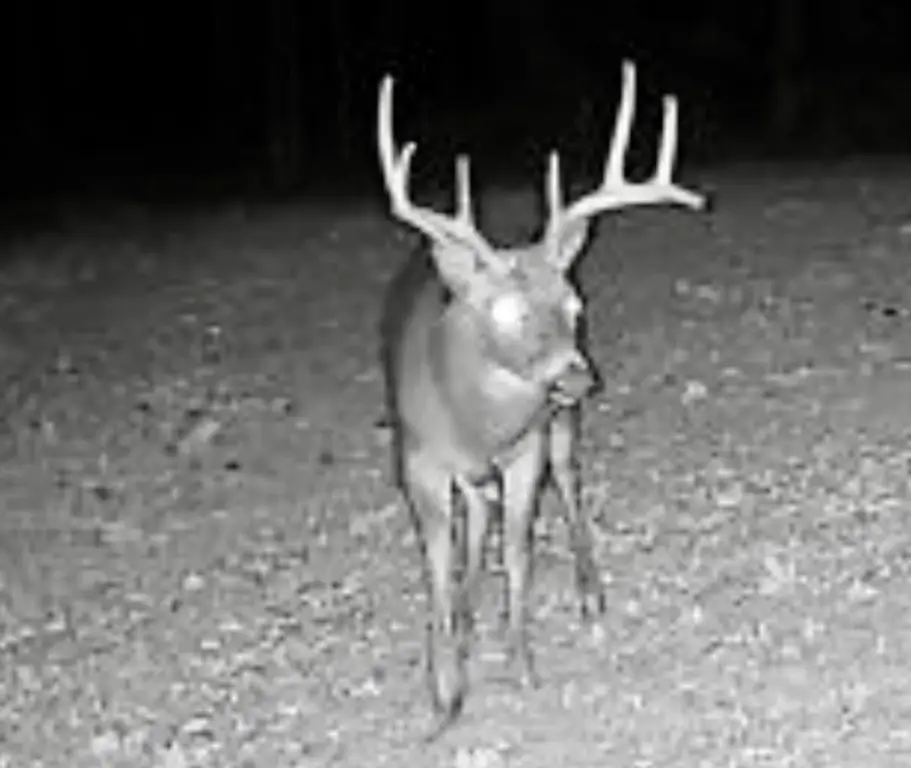 Picture 41
