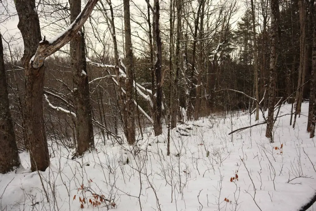 Picture 11