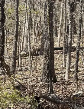 Residential Lot in Horseshoe Bend