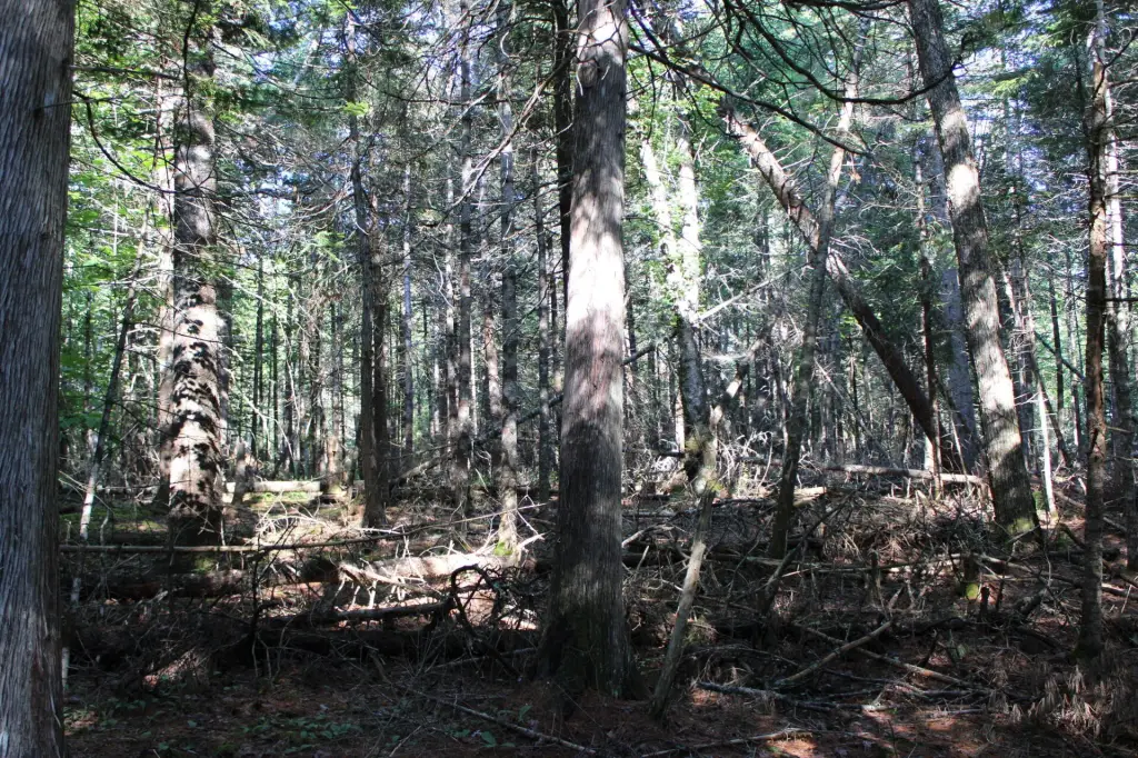 Picture 8
