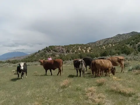 120 Acres in Juab County