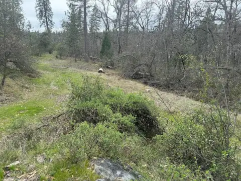 Forested Lot in North Fork