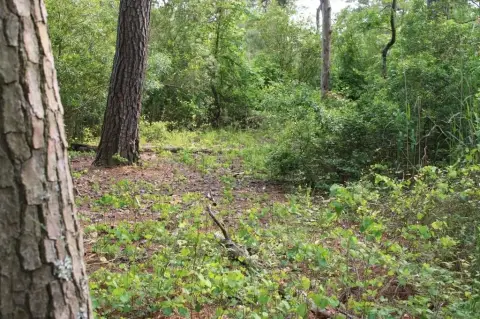 Chincoteague Land with Wildlife Views