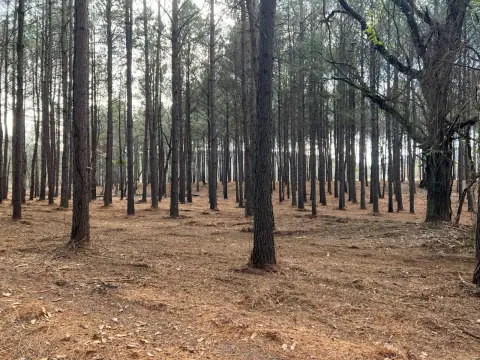 Ozark Land Near Mulberry River