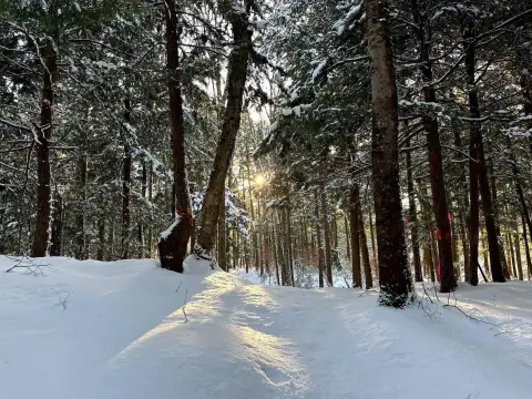Wooded Land Near Camden, NY