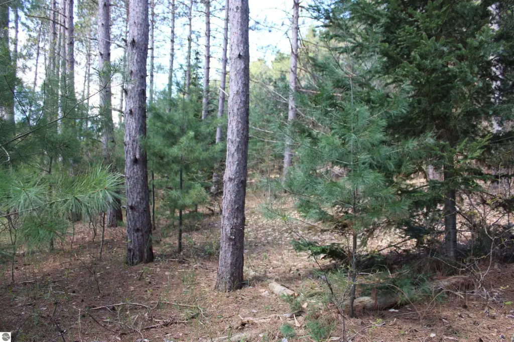Picture 31