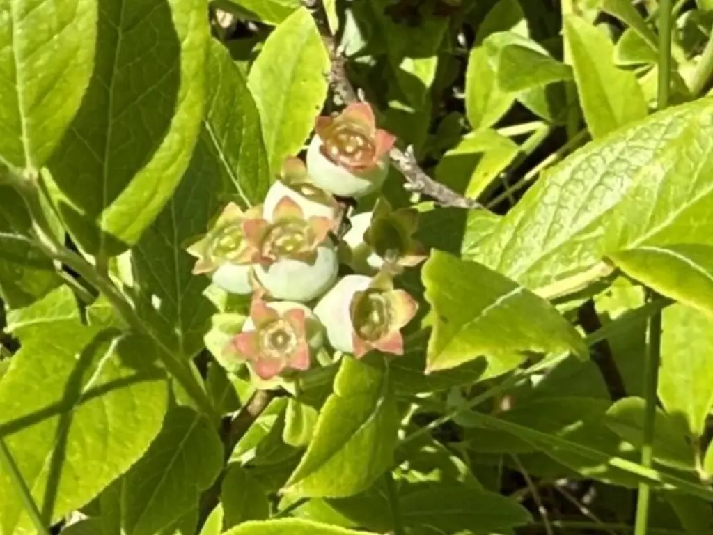 Picture 8