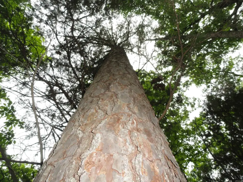 Picture 12