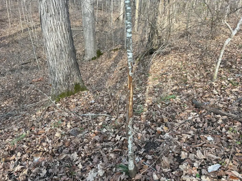Picture 14