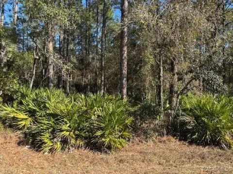 Homosassa Wooded Lot For Sale