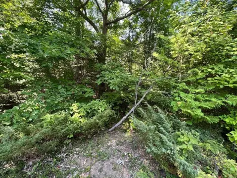 Wooded Lot in Presque Isle