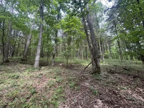 Wooded Hunting Land Tract