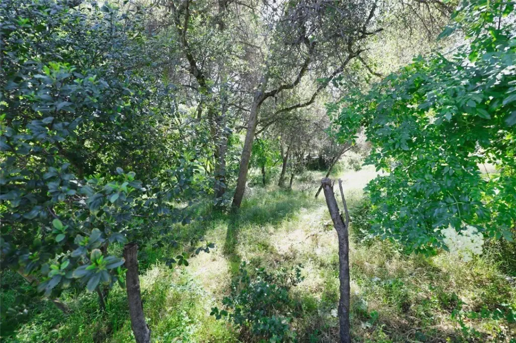 Picture 5