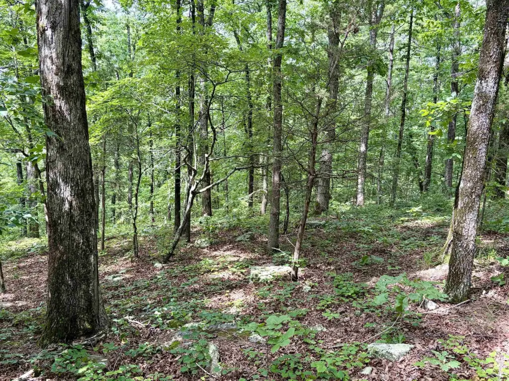 Picture 45