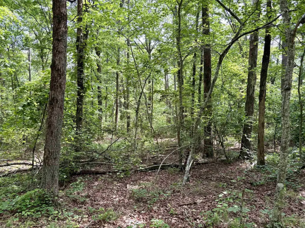 Picture 29