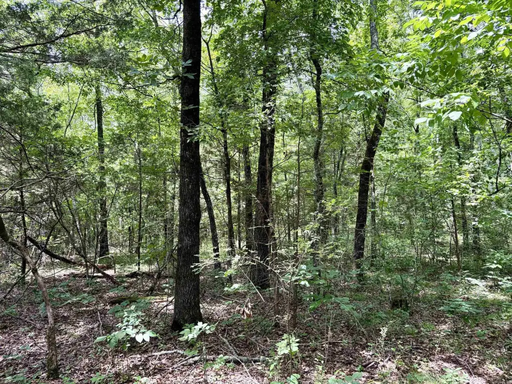Picture 12
