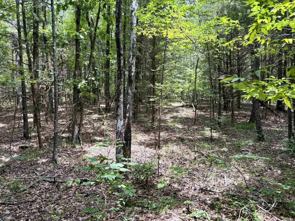 Picture 18