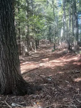 Hunting Land with Established Trails