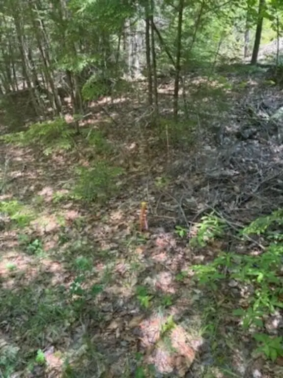 Picture 5