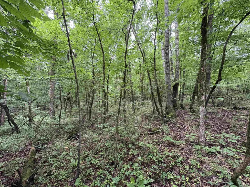Picture 21