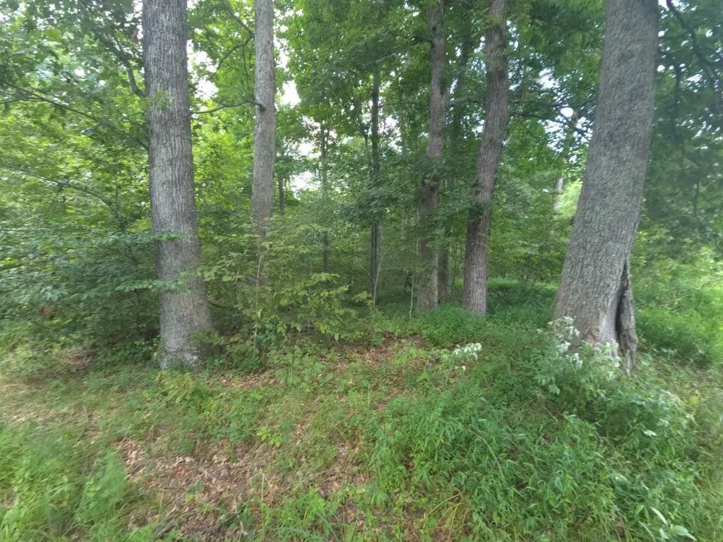 Picture 19