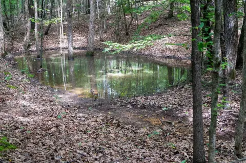 Recreation and Timber Hunting Land