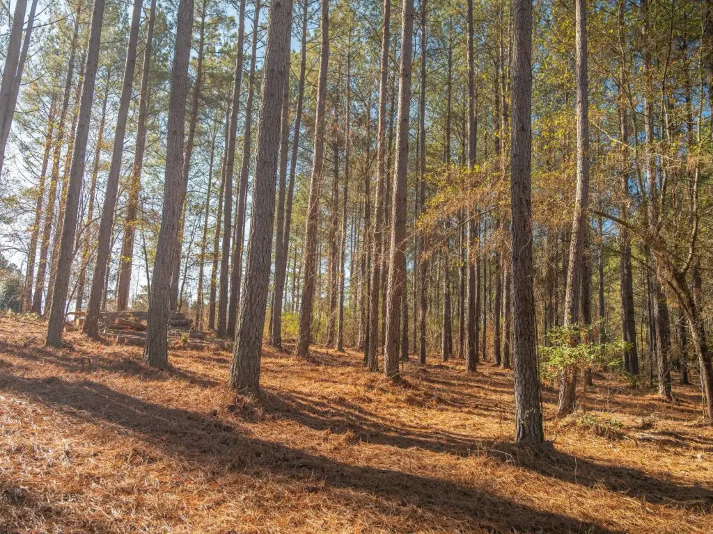 Picture 15