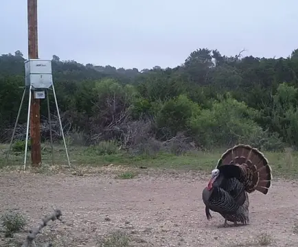Hunting Land with Overhead Power