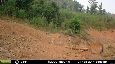 Hunting Land with Wildlife Pond