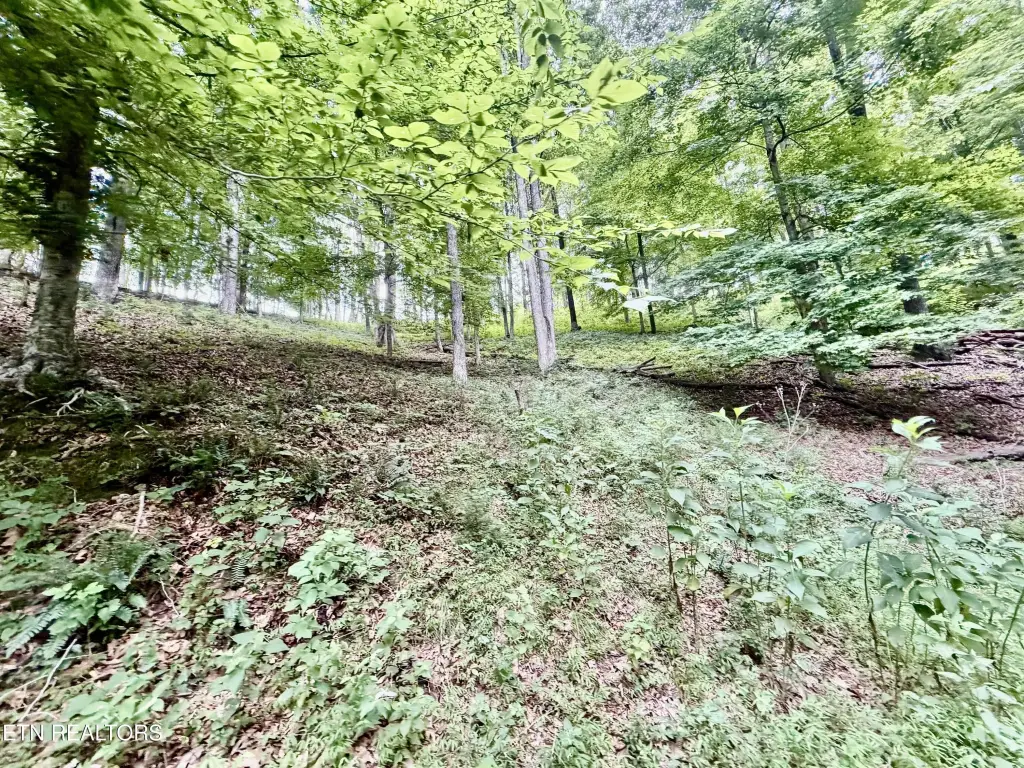 Picture 31
