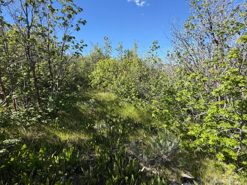 Picture 4
