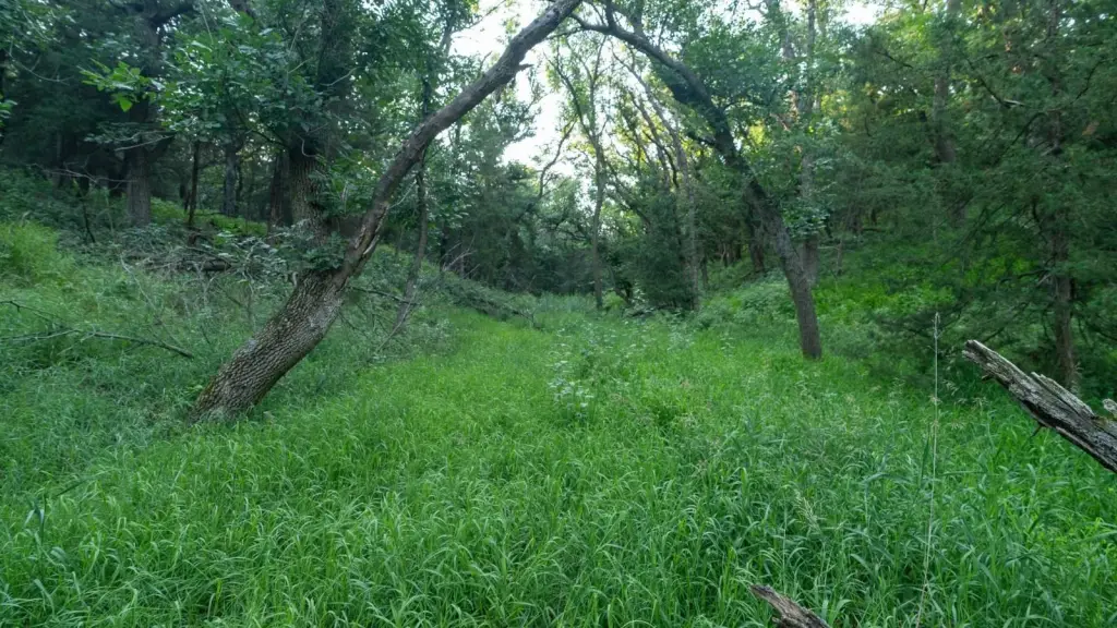 Picture 51