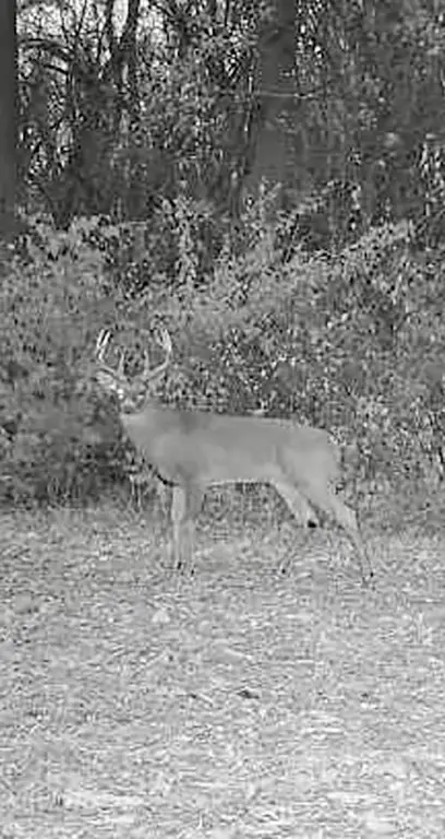 Picture 32