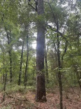 Ridgeville Vacant Land Near Edisto