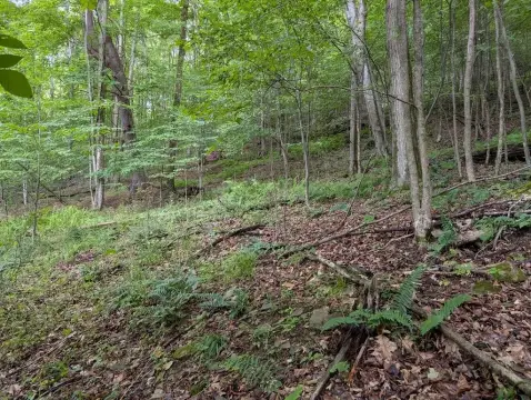 Wooded Recreational Land Tract
