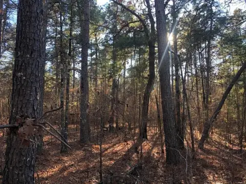 80 Acres of Hunting Land