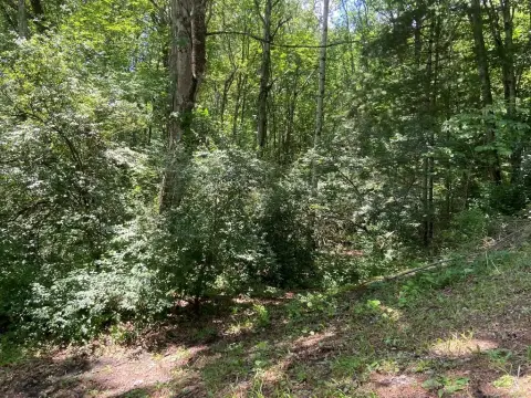 Brushfork Wooded Residential Lot
