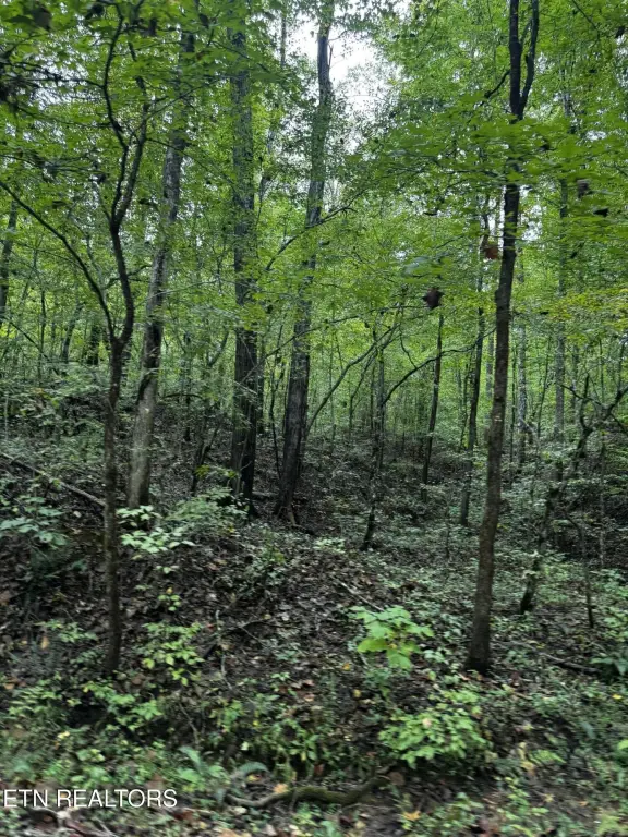 Picture 21