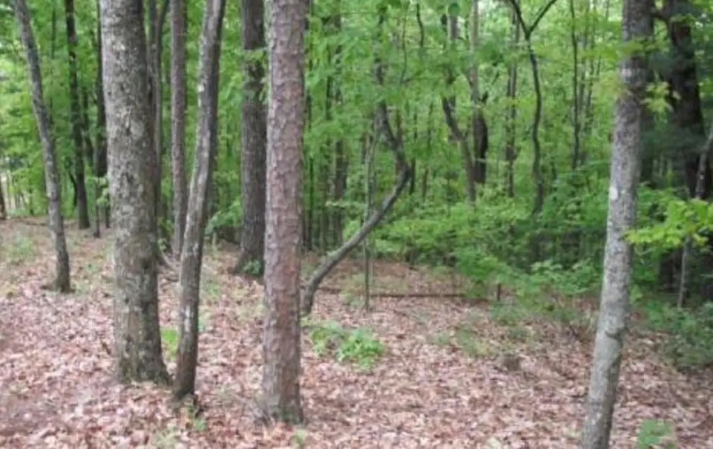 Picture 4