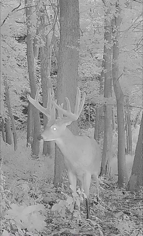 Picture 33