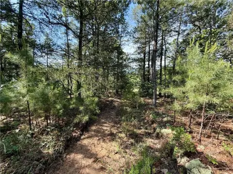 Unrestricted Land Bordering National Forest